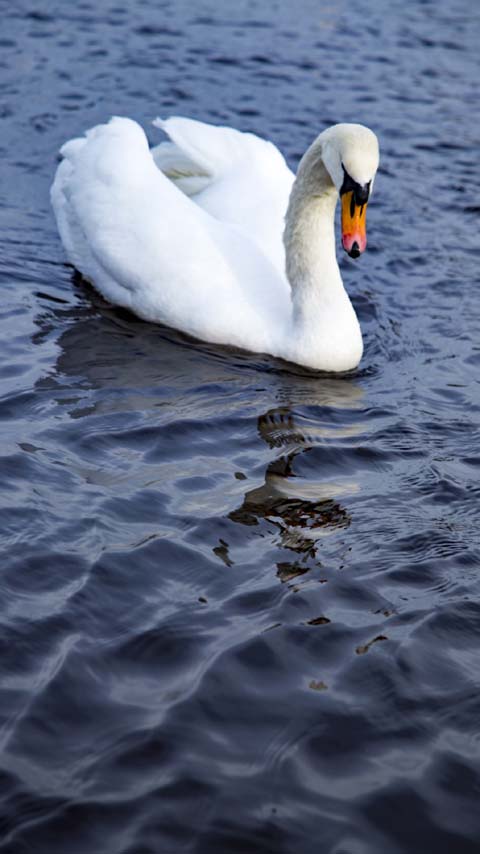 white swan lake background wallpaper phone