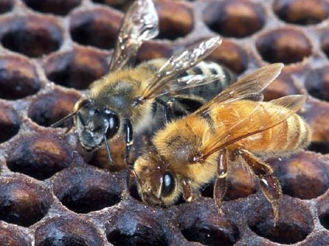 bees honey honeycomb wallpaper background phone