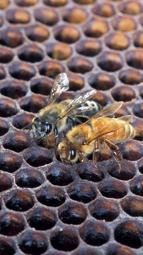 bees honey honeycomb wallpaper background phone