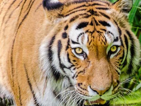 tiger wild bengal background wallpaper phone