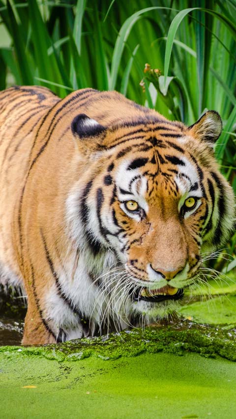 tiger wild bengal background wallpaper phone