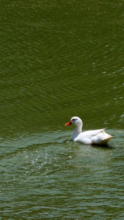 green lake duck background wallpaper phone