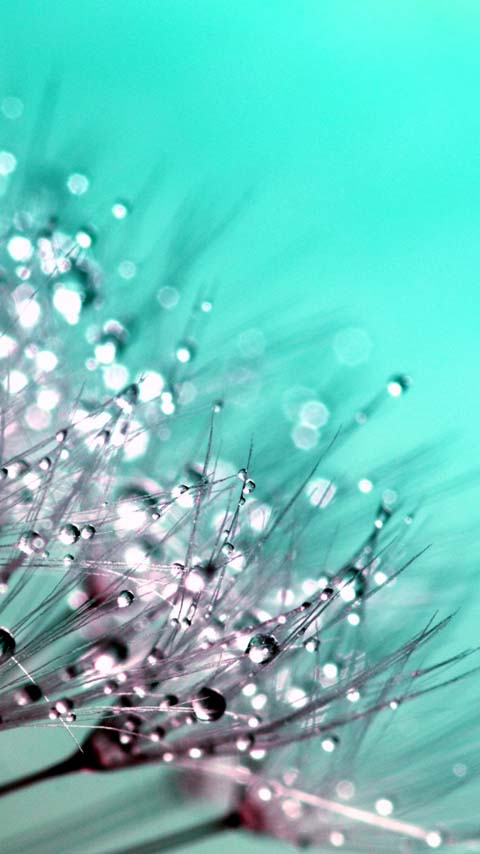 water drops dandelion wallpaper background phone