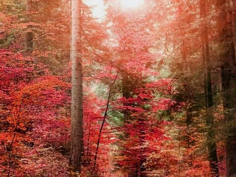 autumn forest nature wallpaper background phone