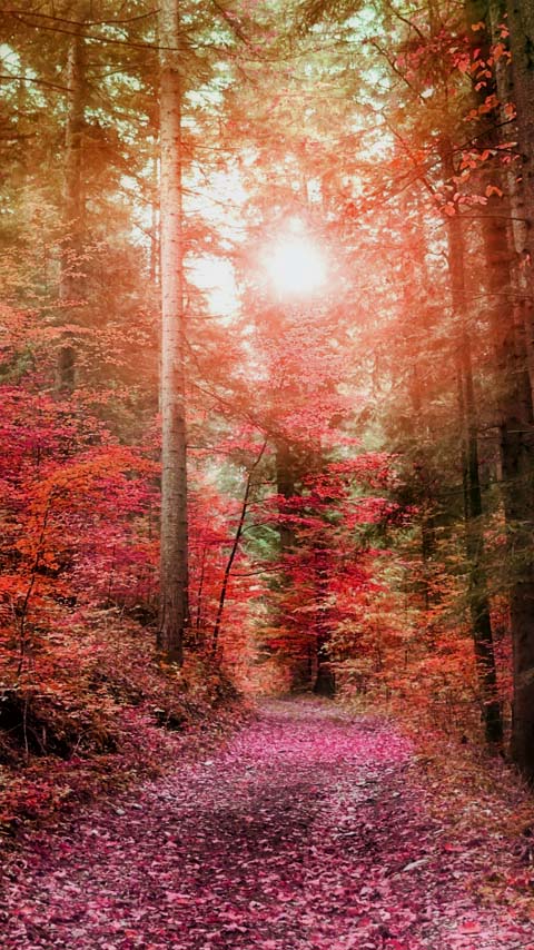 autumn forest nature wallpaper background phone