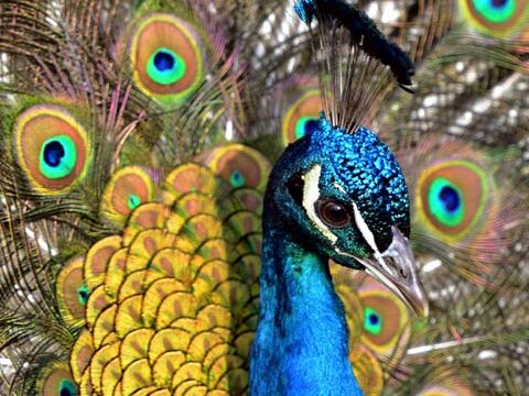 peacock bird wallpaper background phone