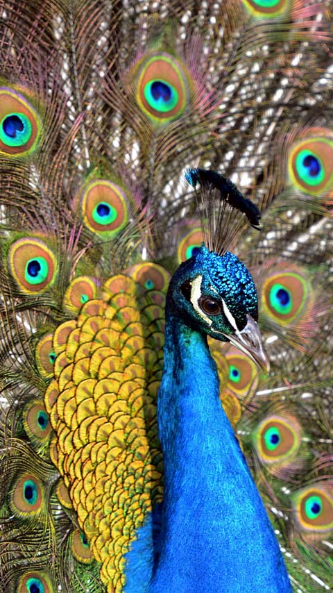 peacock bird wallpaper background phone
