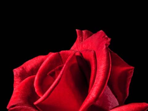 rosa red rose wallpaper background phone