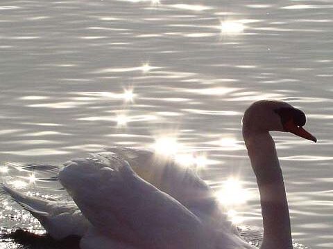 swan beautiful wallpaper background free phone