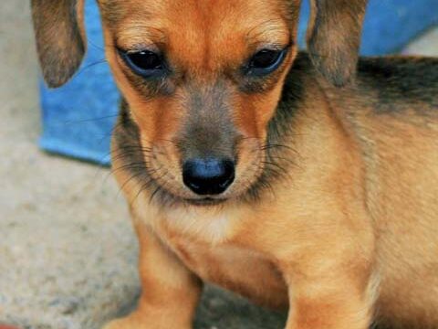 dachshund puppy cute dog wallpaper background phone