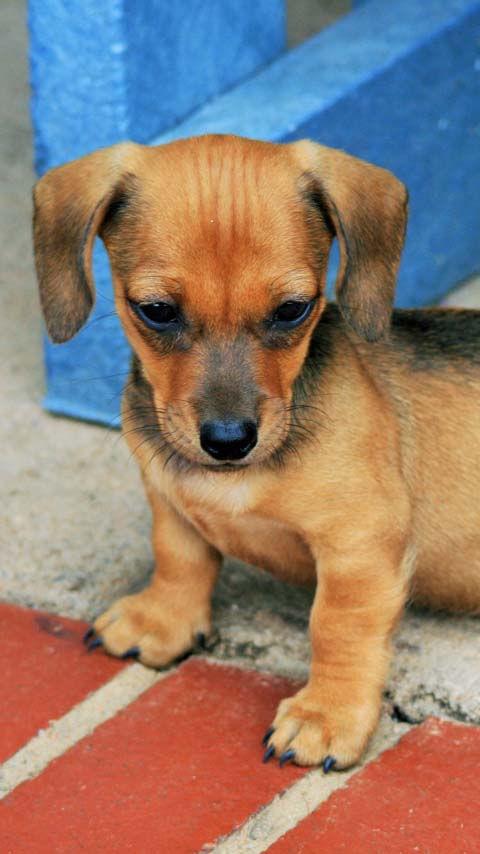dachshund puppy cute dog wallpaper background phone