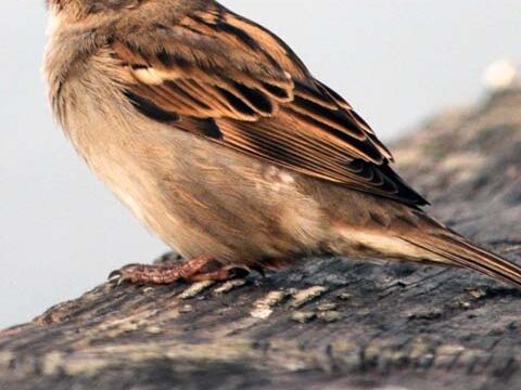 birdie sparrow wallpaper background wallpaper phone