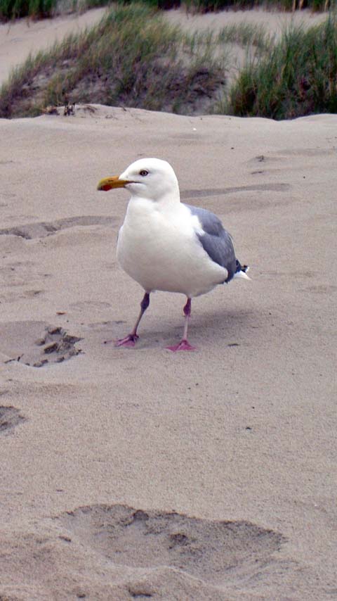 beach bird seagull wallpaper background phone