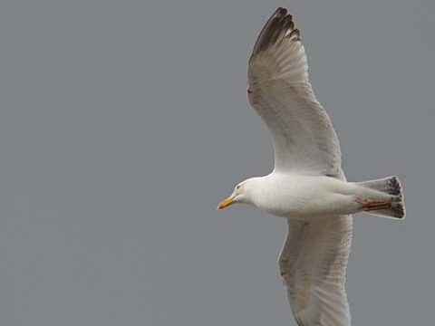 flying seagull sky gray background wallpaper phone