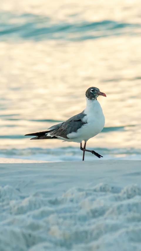 black-headed gull beach wallpaper background phone