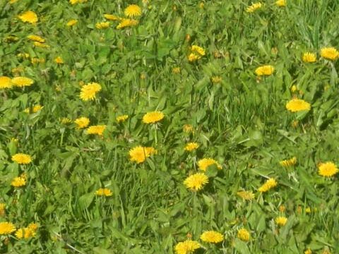 dandelions meadow green grass wallpaper background phone