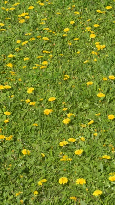 dandelions meadow green grass wallpaper background phone