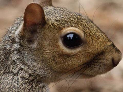 squirrel cute animal wallpaper background phone