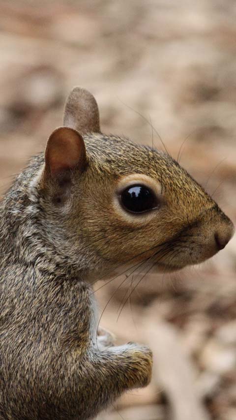 squirrel cute animal wallpaper background phone