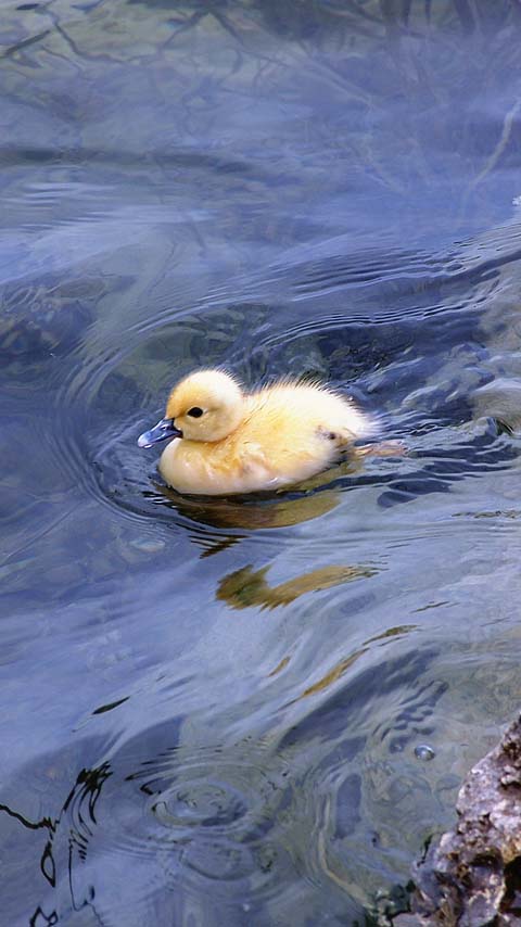 duckling cute bird wallpaper background