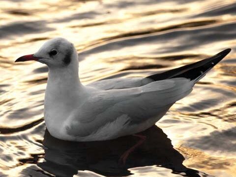 swimming seagull ocean background wallpaper phone