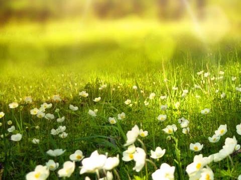 meadow flowers green grass wallpaper background