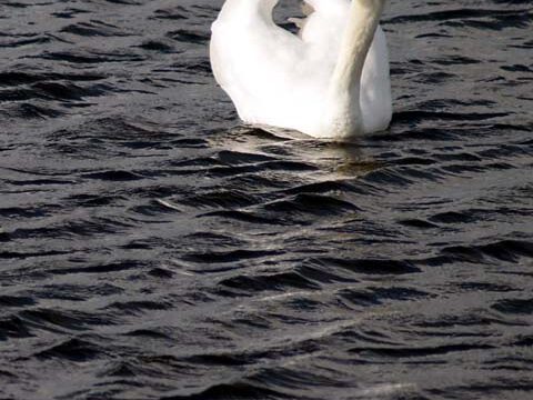 lake swan water wallpaper background phone