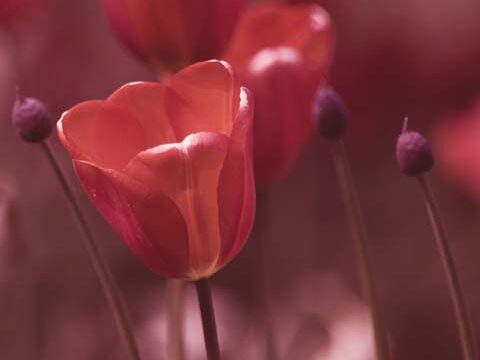 red tulips wallpaper background phone