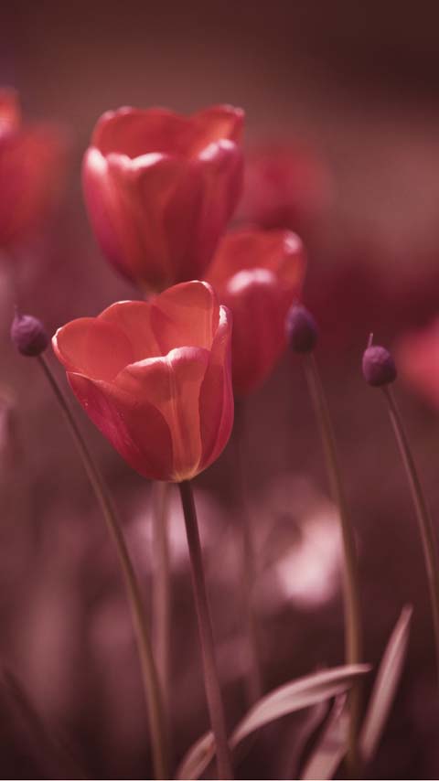 red tulips wallpaper background phone