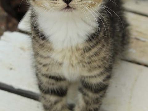 kitten cute animal cat wallpaper background phone