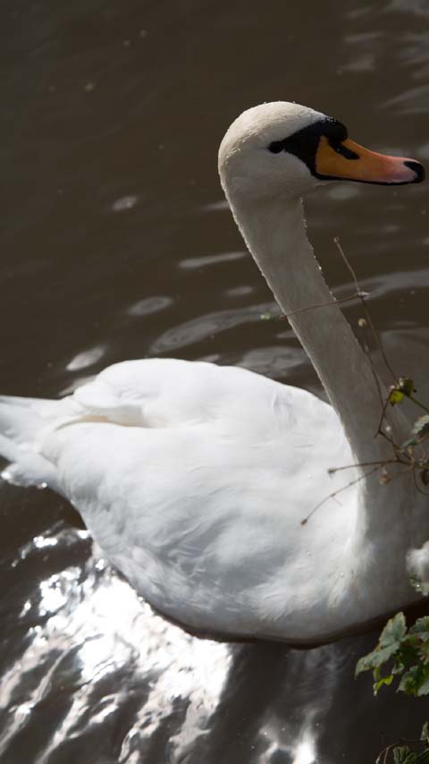mute swan bird lake wallpaper background phone