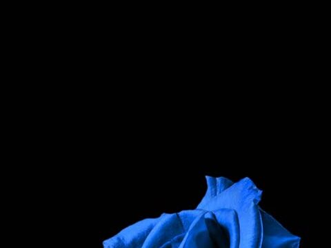 midnight blue rose wallpaper background phone