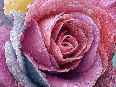 rose pink colorful wallpaper background free phone