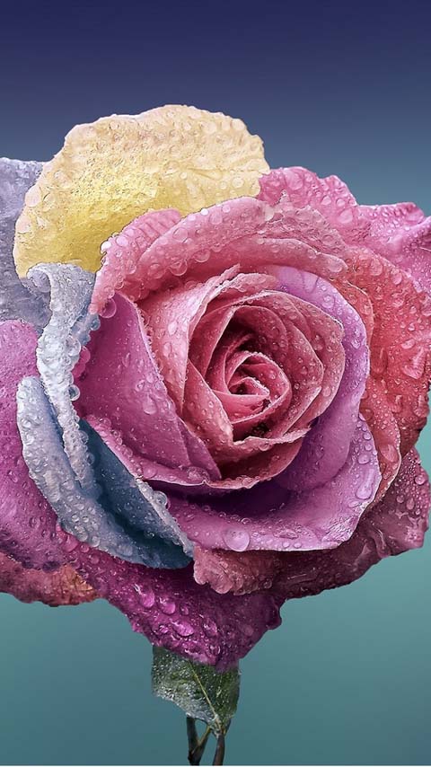 rose pink colorful wallpaper background free phone
