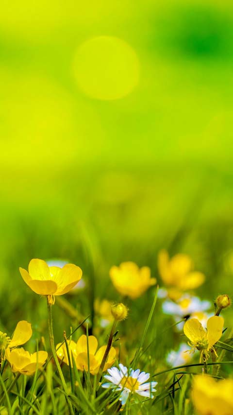 daisy meadow flowers wild wallpaper background phone