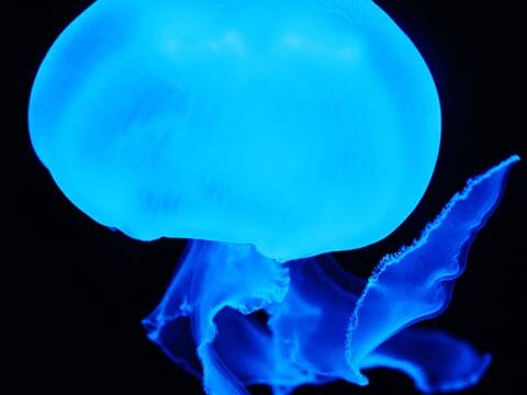 Jellyfish beautiful blue ocean wallpaper background phone