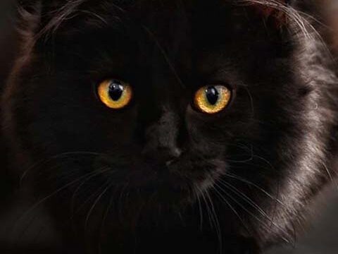 eyes black cat dark wallpaper background wallpaper phone