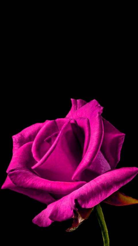 magenta rose black dark wallpaper background phone