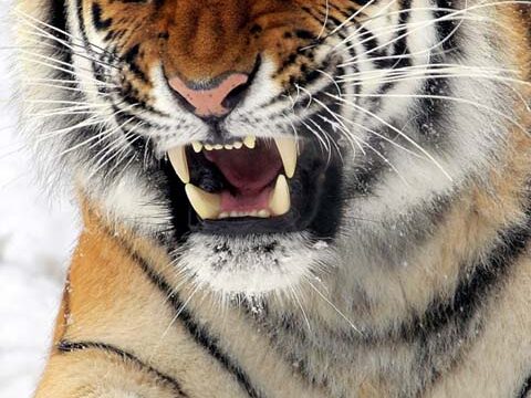 tiger wild beast animal wallpaper background phone