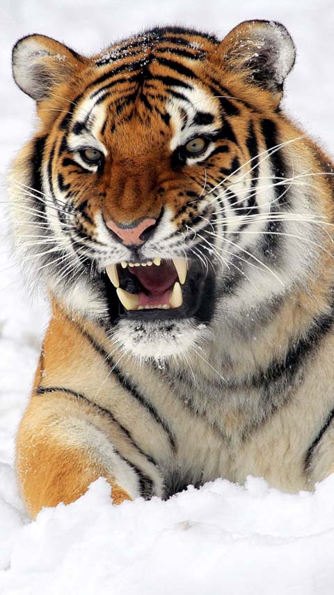 tiger wild beast animal wallpaper background phone