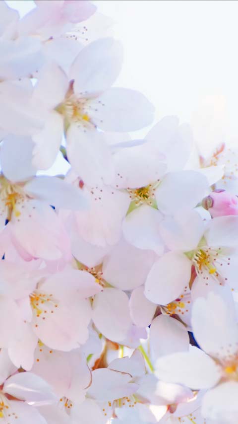 blooming tree pink white wallpaper background phone