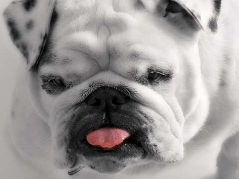 bulldog white dog puppy wallpaper background phone