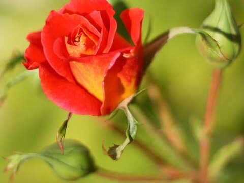 buds rose green red yellow flower wallpaper background phone