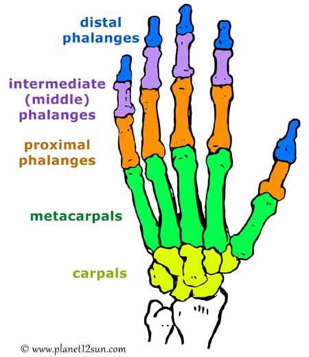 Five Fingers Names in English